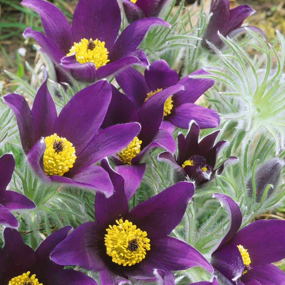 Purple Pasque Flower seeds for Planting - Seasonal Bloomer, Heirloom & GMO Free Seeds for Home Garden
 
 Sale for planting in home garden