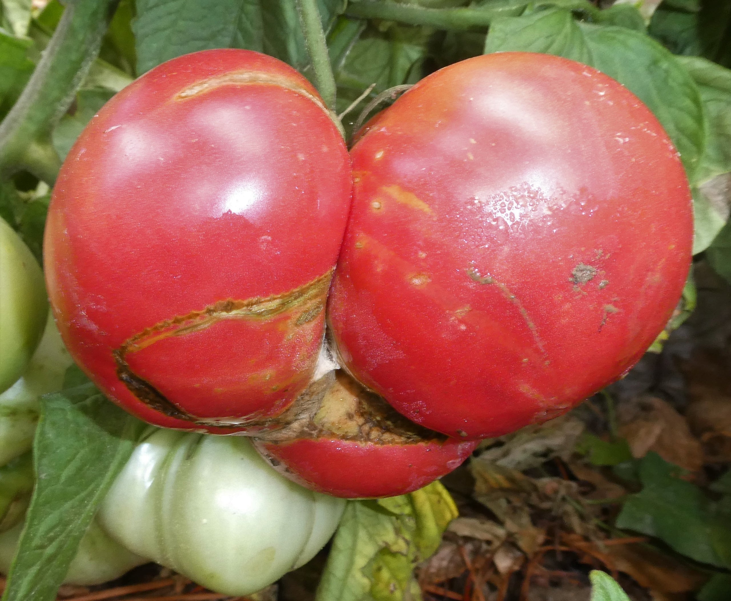 Rebel Yell Tomato Solanum lycopersicum for planting in vegetable patch