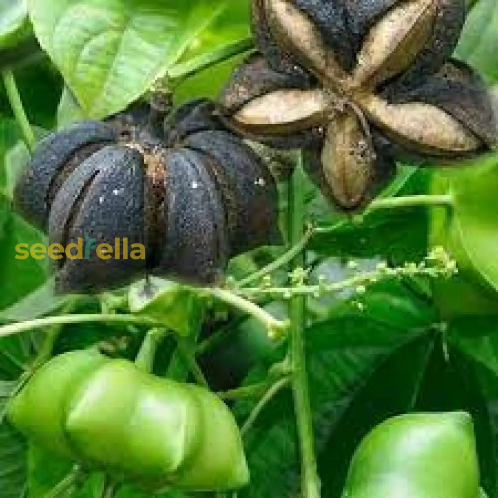 Sacha Inchi Seeds For Planting  Grow Nutritious Plukenetia Volubilis At Home Plant Seeds