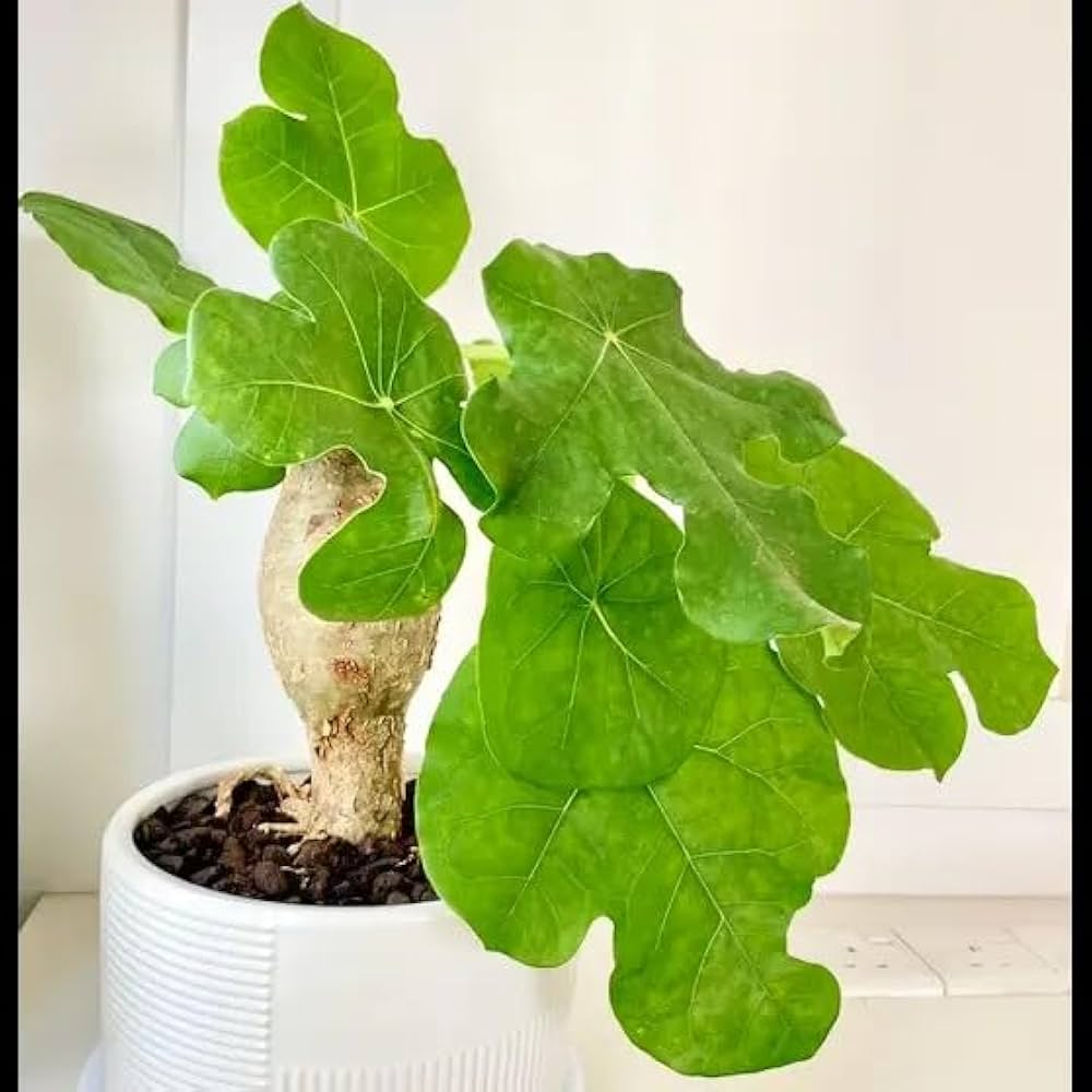 Sacred Fig Leaves Close-Up from Buddha Plant