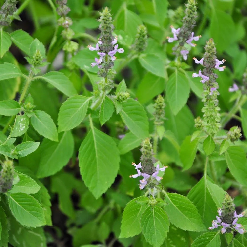 Sacred Tulasi Seeds for Planting