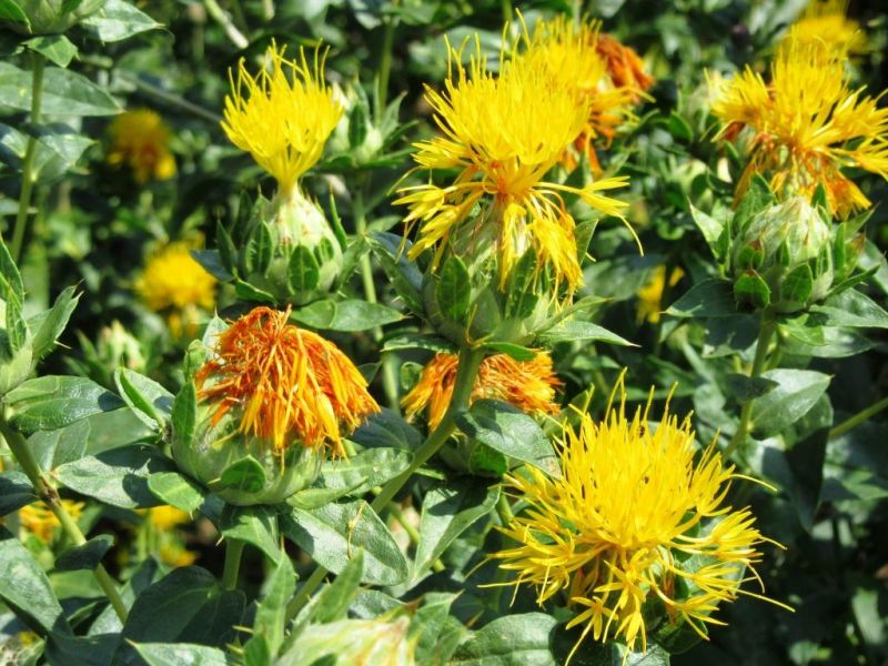 Yellow Safflower Blooms in a Home Garden