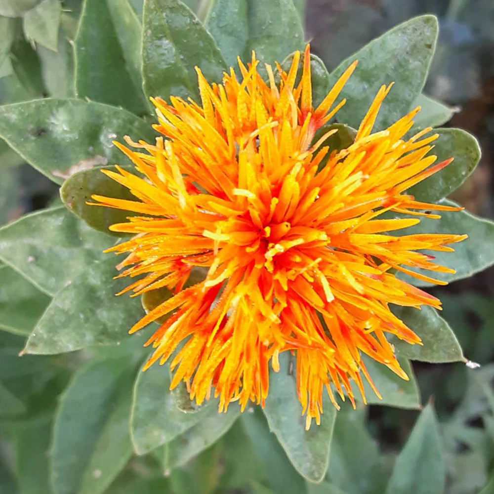 Tips for Growing Safflower Plants in the Garden