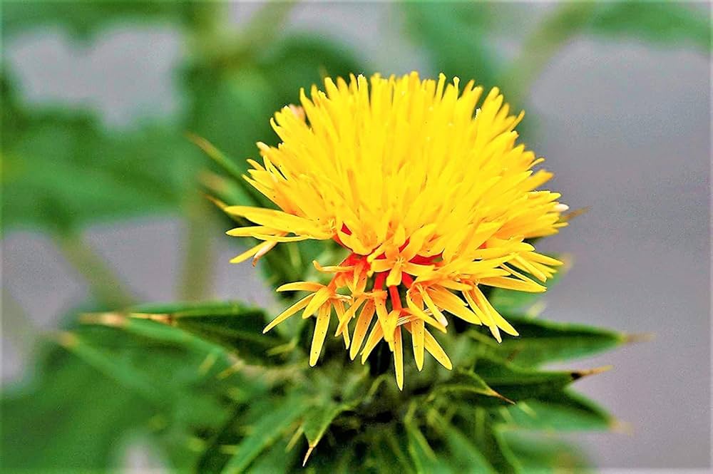 Safflower Seeds Planting and Growing Guide