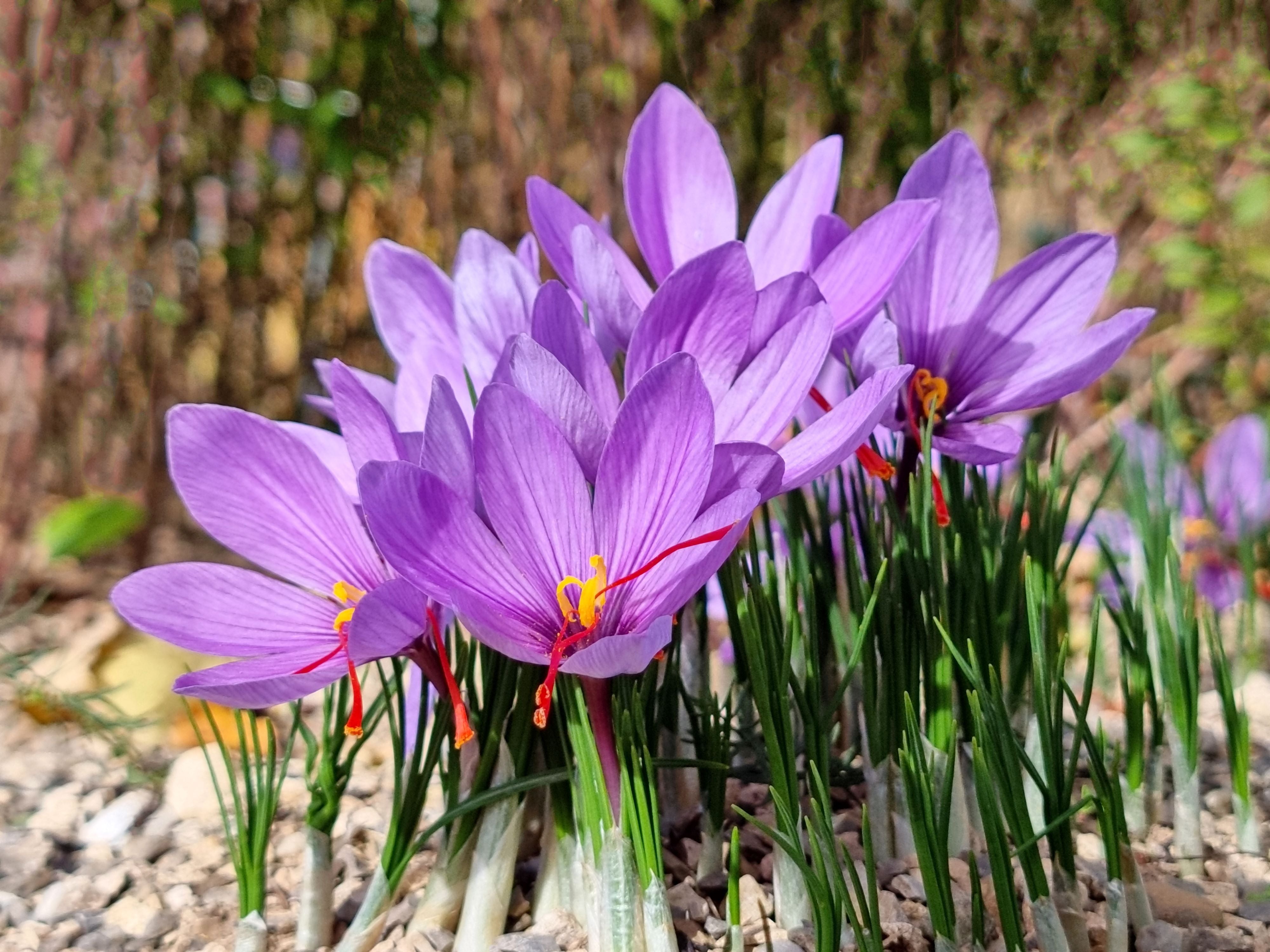 Saffron Crocus Flower Seeds – Crocus Sativus for Garden