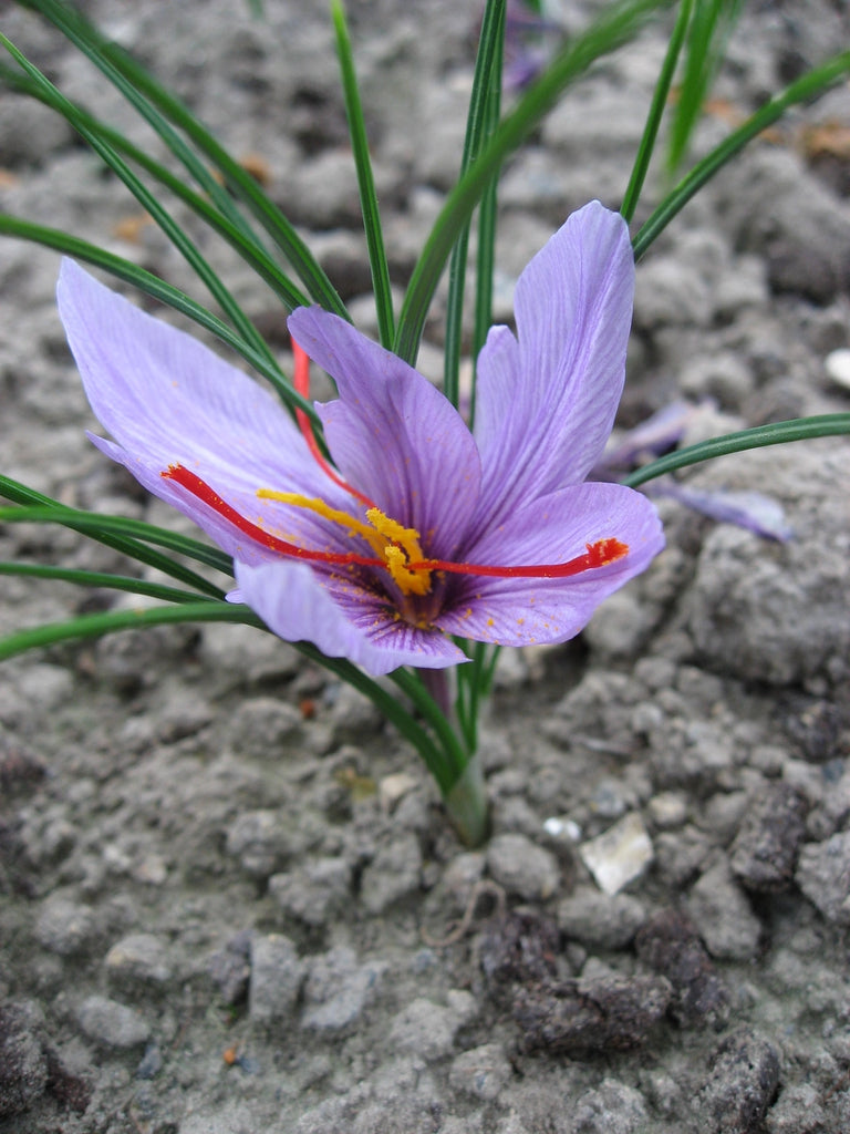 Saffron Flower Seeds – Easy Planting Crocus Sativus Variety