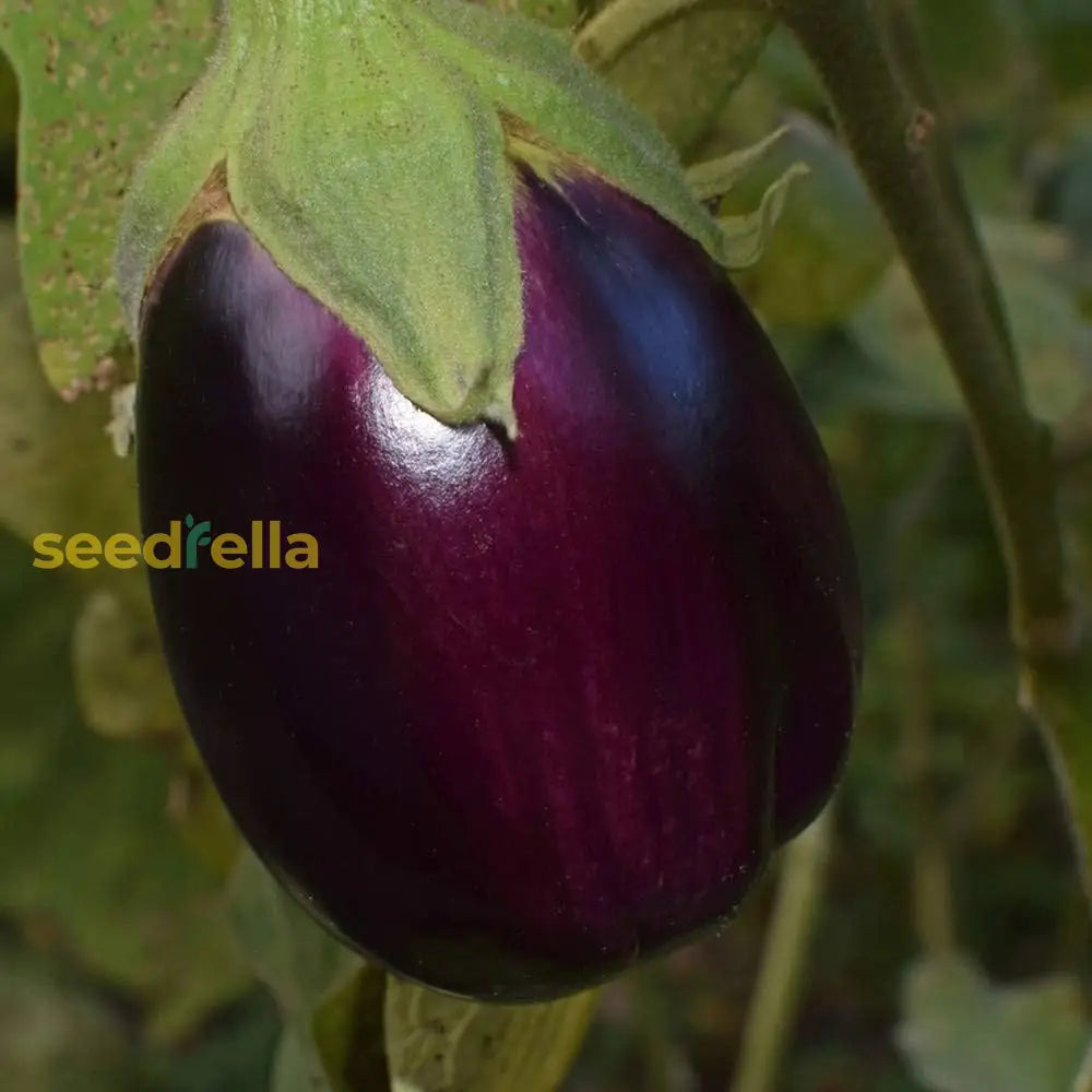 Saflax Eggplant Seeds For Easy Planting  Grow Your Own Vegetables Vegetable Seeds