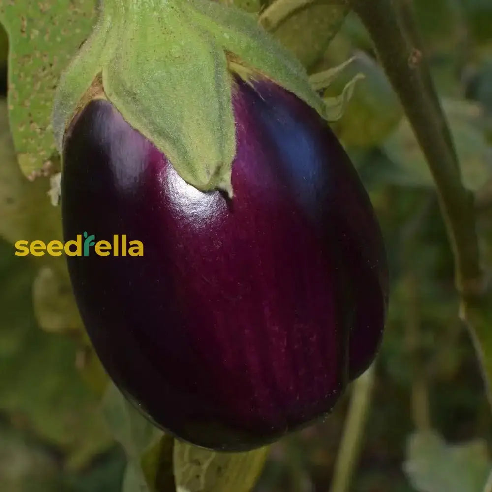 Saflax Eggplant Seeds For Easy Planting  Grow Your Own Vegetables Vegetable Seeds