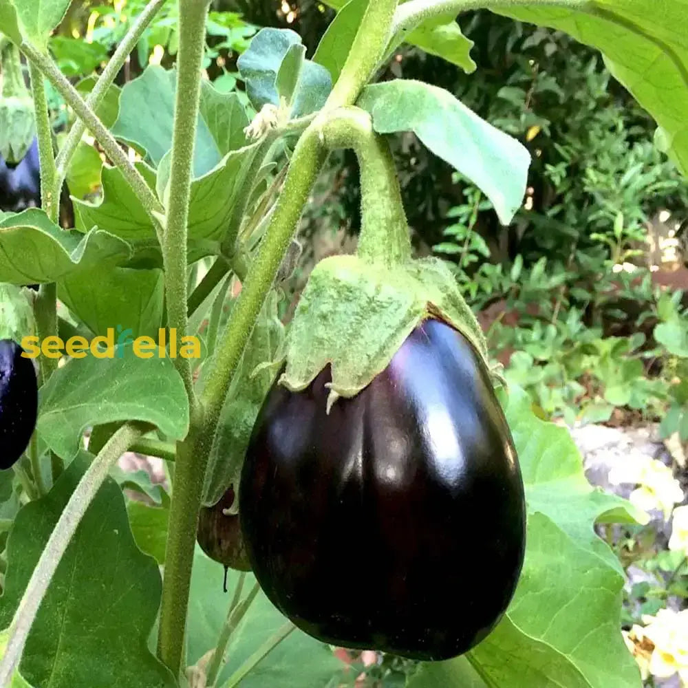 Saflax Eggplant Seeds For Easy Planting  Grow Your Own Vegetables Vegetable Seeds