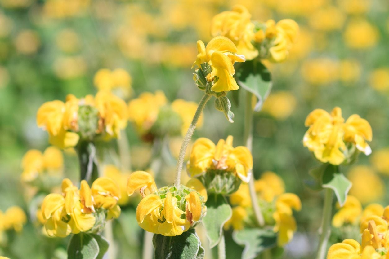 Jerusalem Sage Plant with Silvery Green Foliage