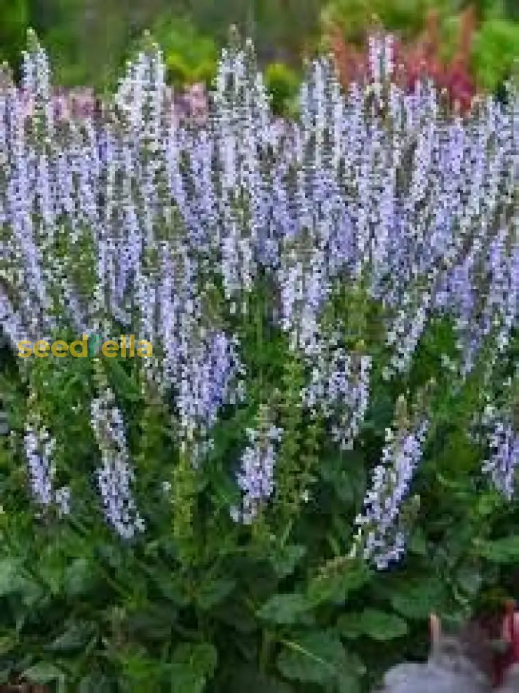 Sage Seeds For Planting  Perennial Garden Beauty Flower