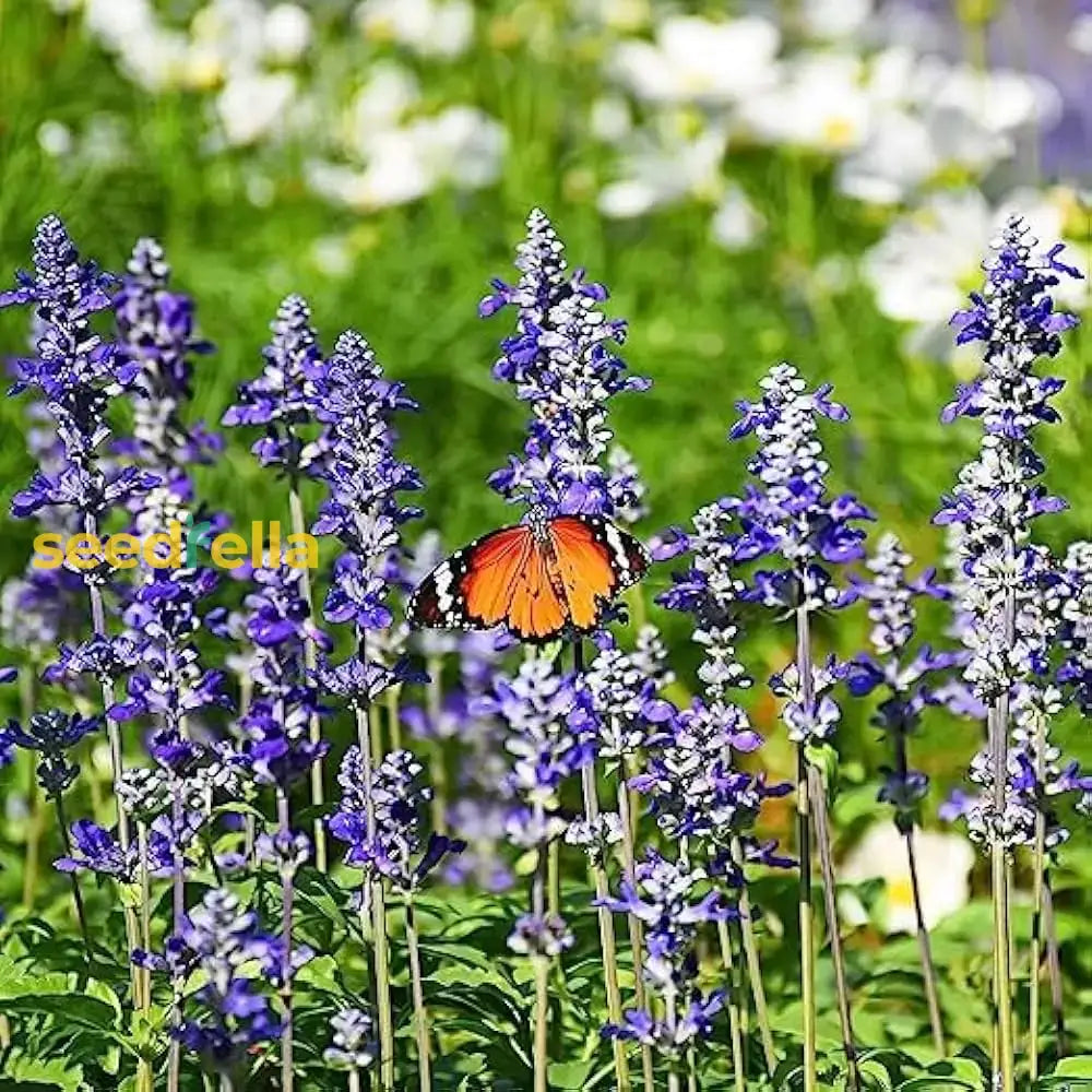 Sage Seeds For Planting  Perennial Garden Beauty Flower