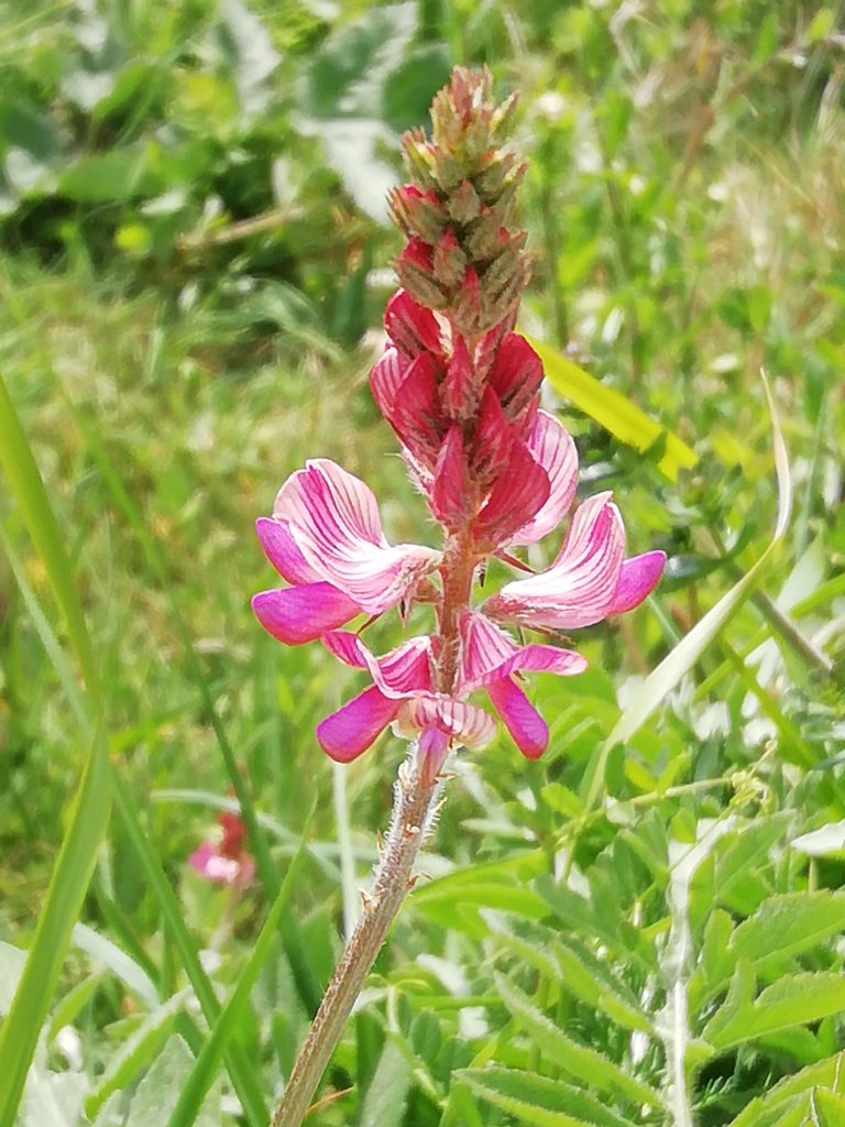 Onobrychis Viciifolia Meadow Flower Seeds For Easy Planting