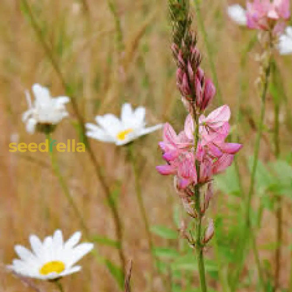 Sainfoin Flower Planting Essentials - Seeds For Thriving And Beautiful Blooms In Your Garden