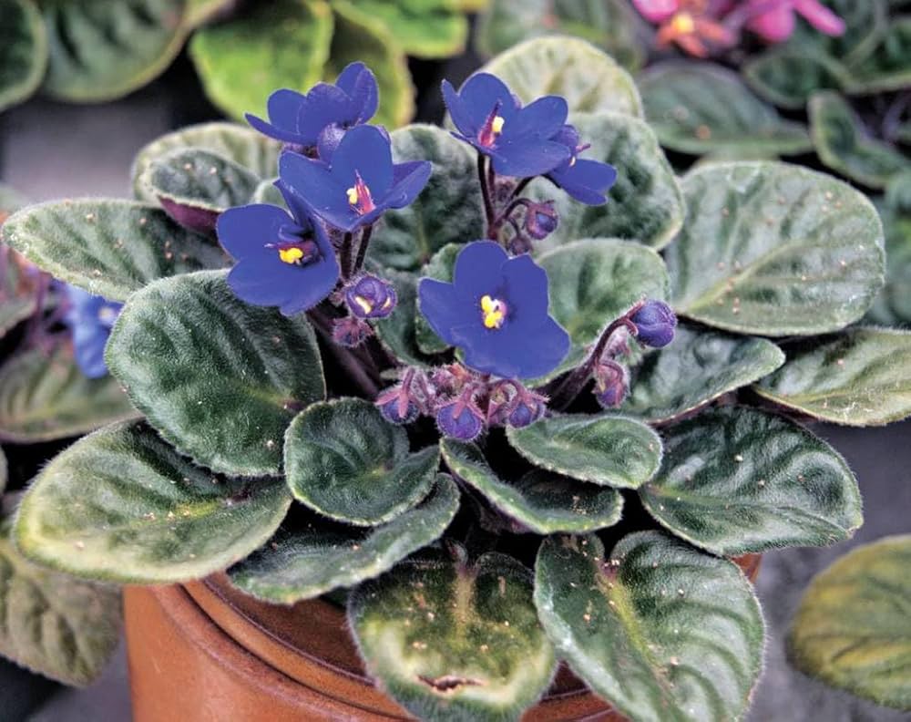 Saintpaulia Flower Seeds for Planting