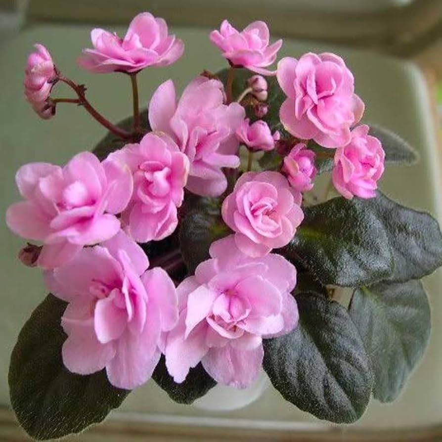 Close-up of Light Pink African Violet blossoms