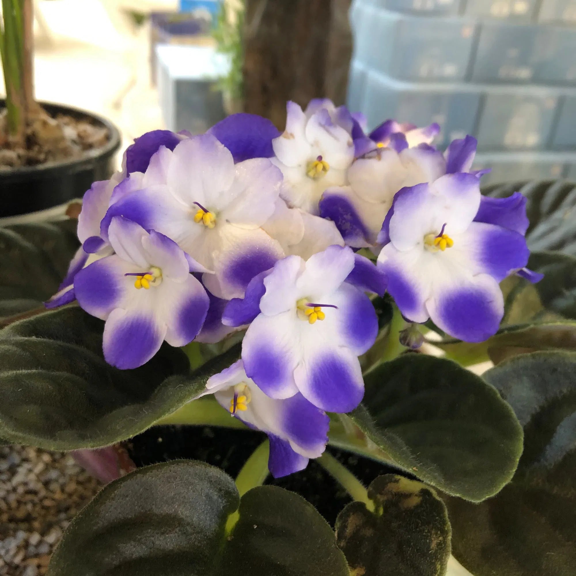 Saintpaulia White Violet Flower Seeds for Indoor Planting