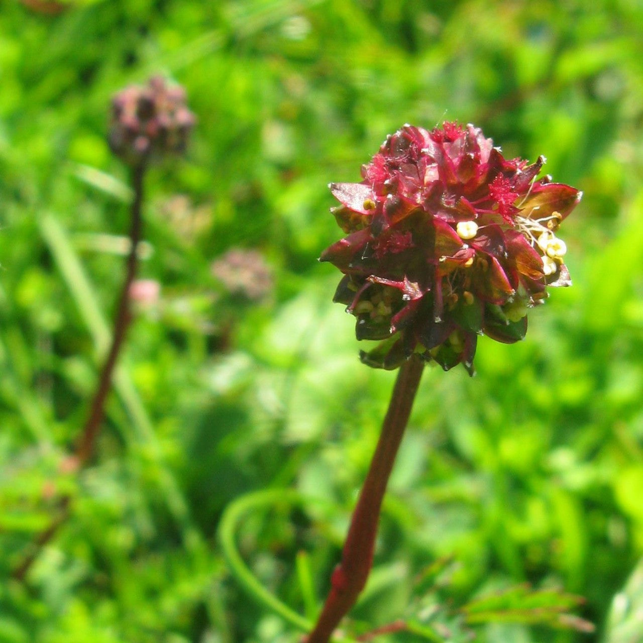 Salad Burnet herb with edible leaves and flowers