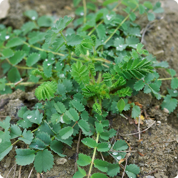 Salad Burnet seeds Sanguisorba minor leafy perennial plant