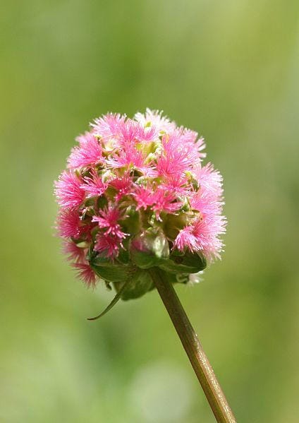 Salad Burnet plant with green leaves and small flowers in garden