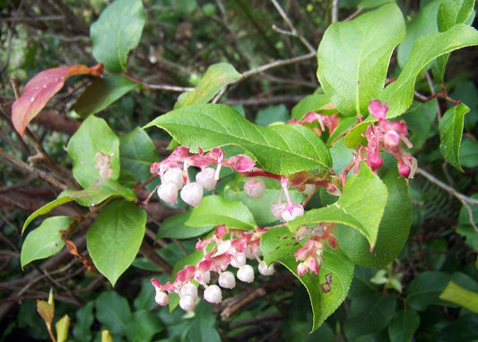 Salal Berry Seeds Gaultheria shallon blue fruit shrub