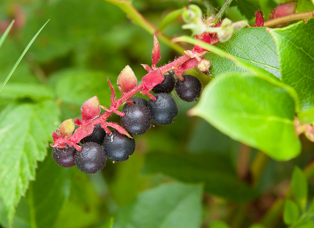 Salal blue fruit shrub seeds native Pacific coastal variety
