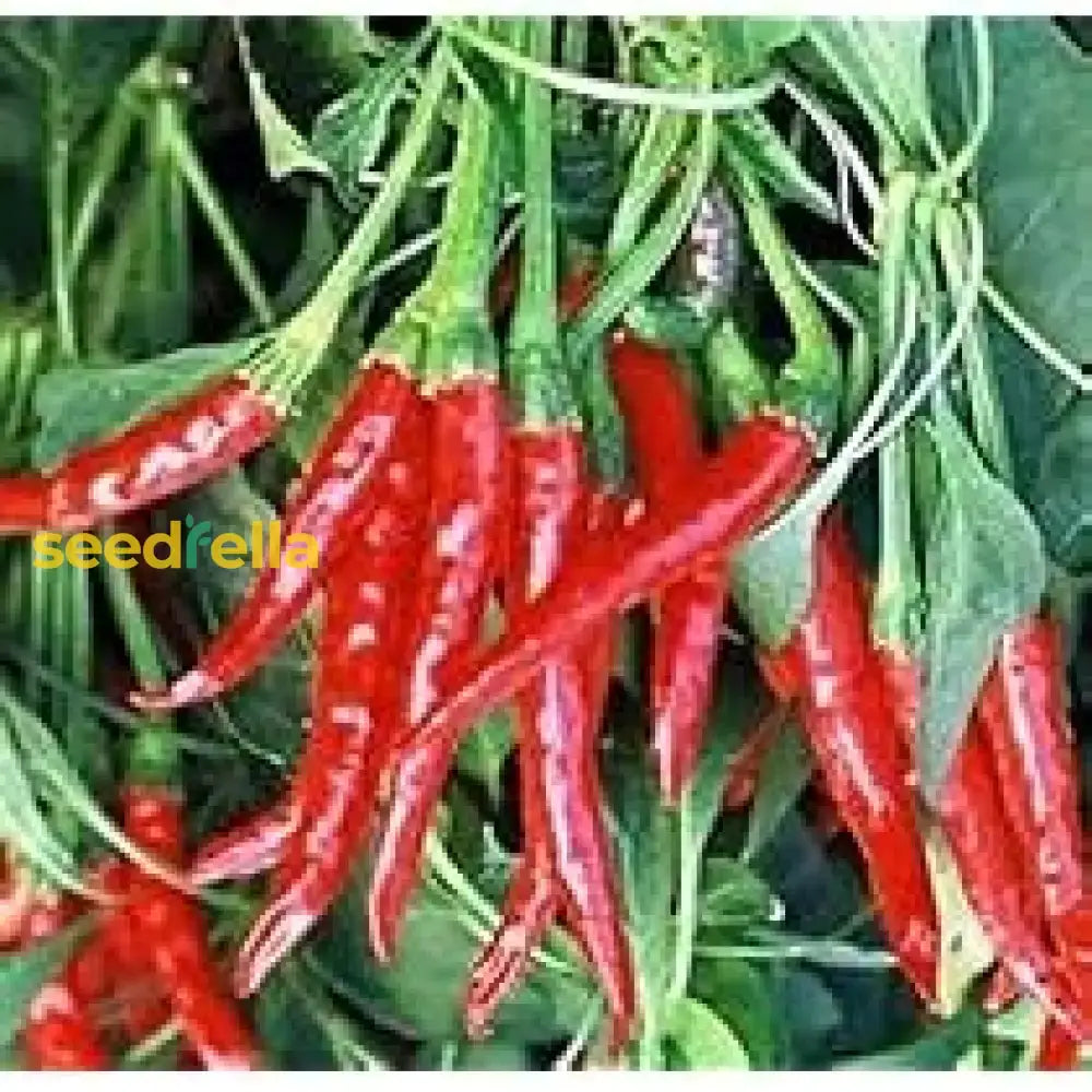 Salkim Biber Chile Pepper Planting Seeds