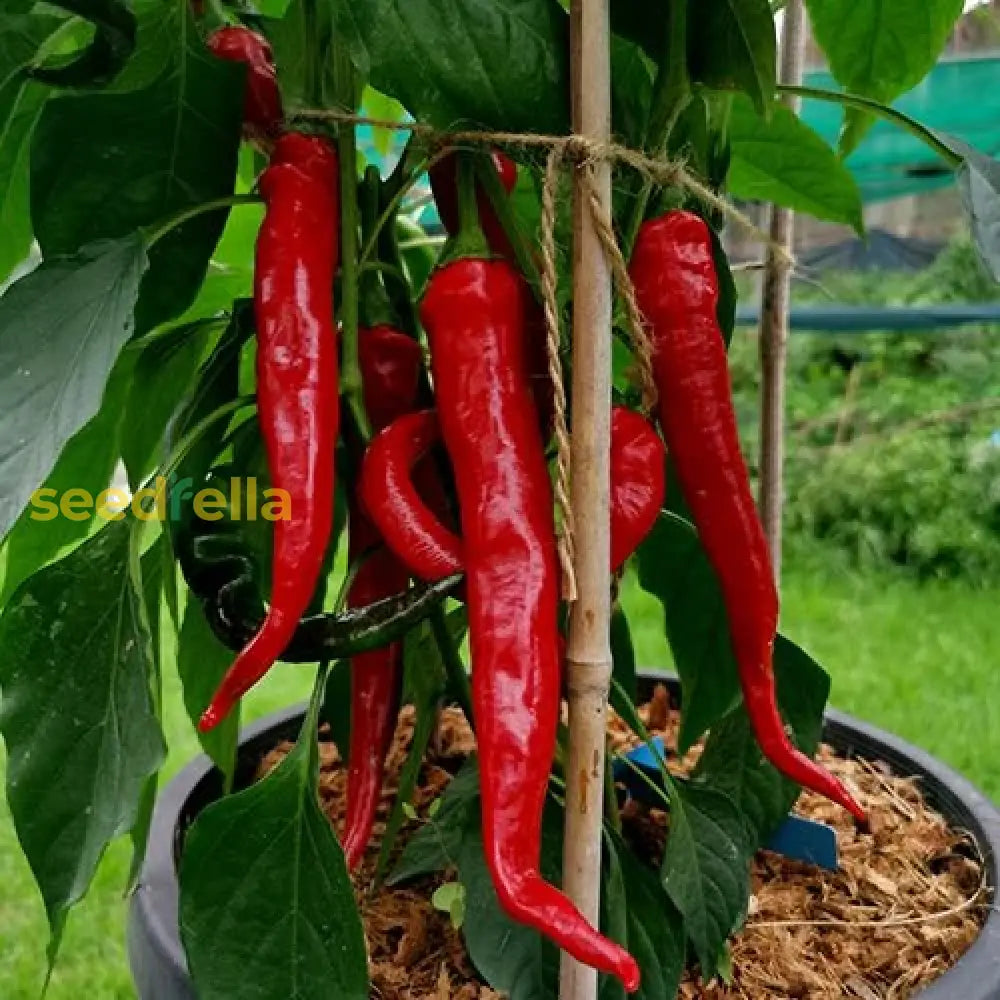 Salkim Biber pepper seeds chile variety