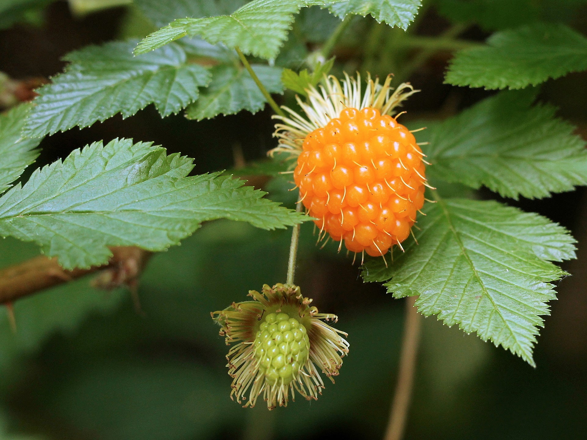 Salmonberry Planting Fruit Seeds