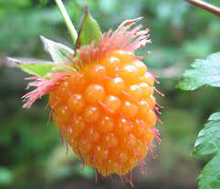 Salmonberry shrub with bright pink flowers in bloom