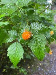 Ripe orange-red Salmonberries growing on branches