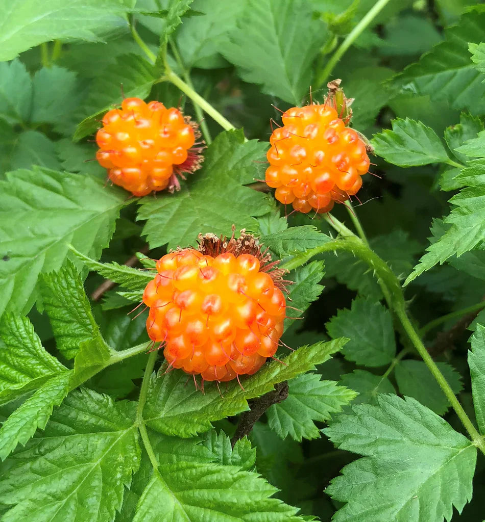 Salmonberry Plant Growing in Garden, Healthy Shrub with Bright Berries