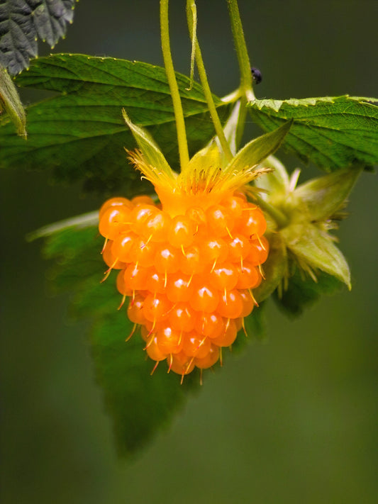 Salmonberry (Rubus spectabilis) seeds for planting