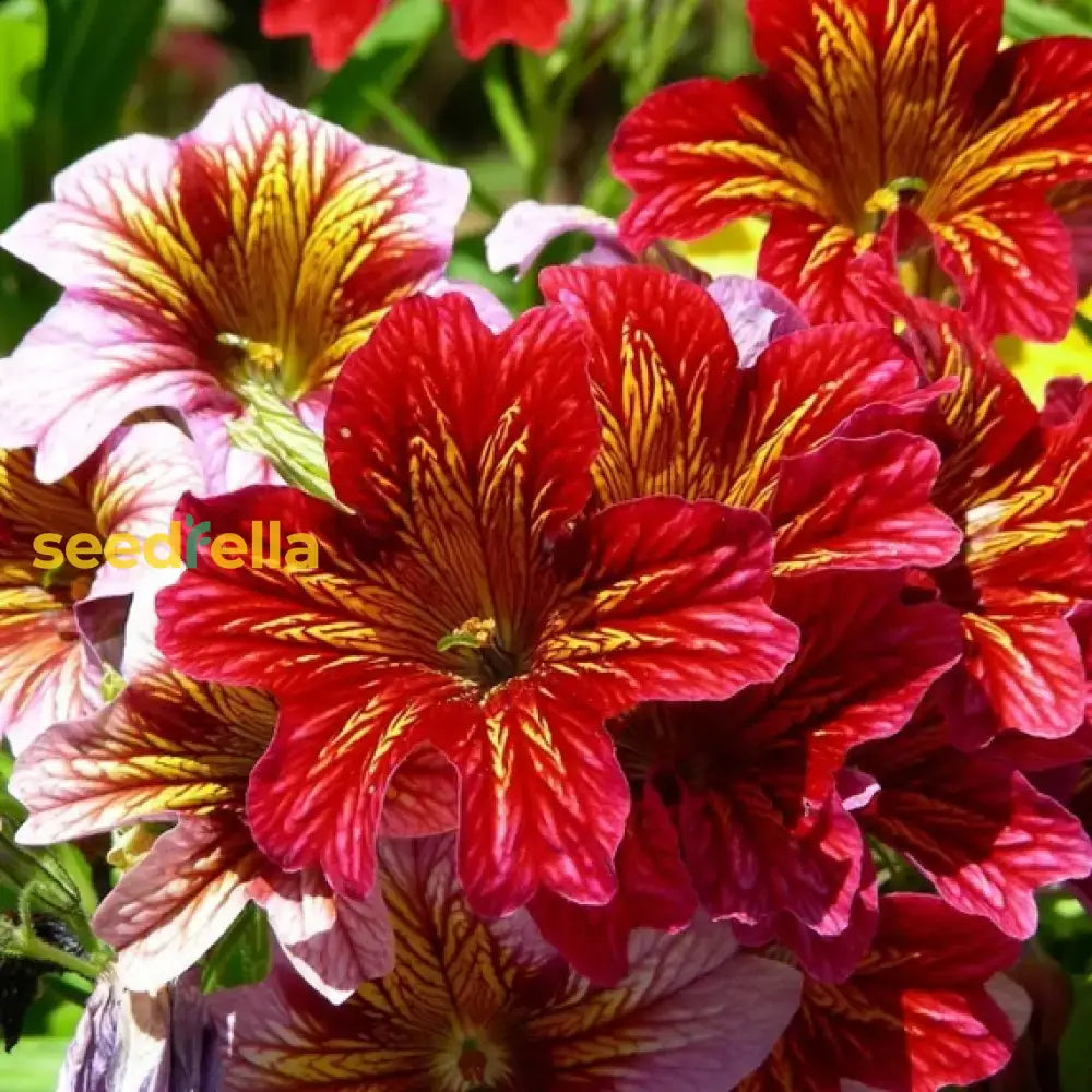 Salpiglossis Flower Planting Seeds Mixed