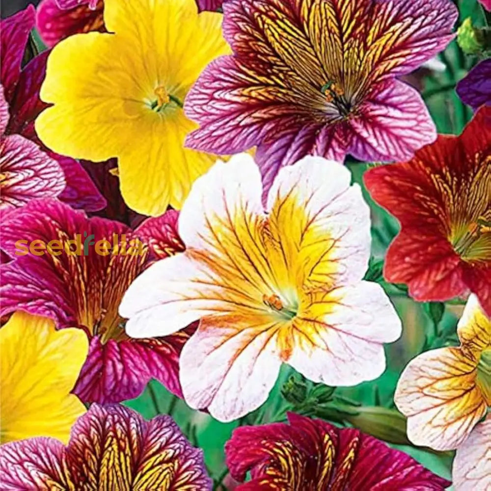 Salpiglossis Flower Planting Seeds Mixed