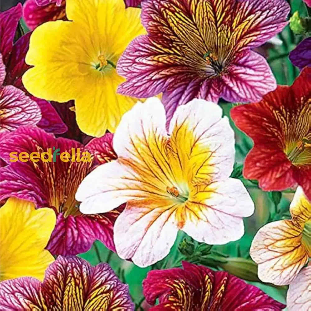 Salpiglossis Flower Planting Seeds Mixed