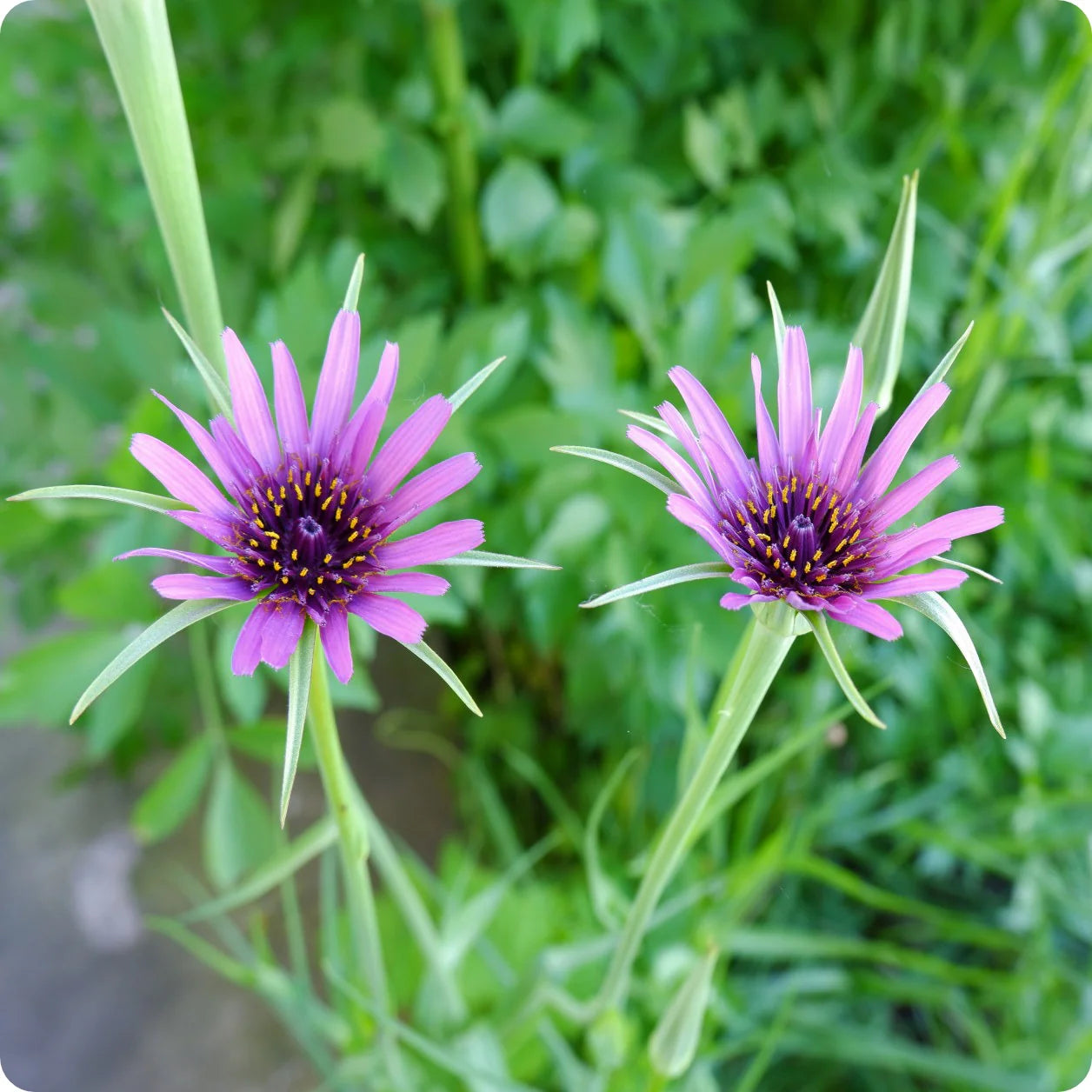 Salsify Edible Planting Flower Seeds