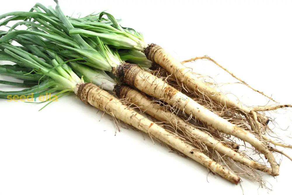 Salsify Vegetable Planting Seeds For Your Garden Seeds