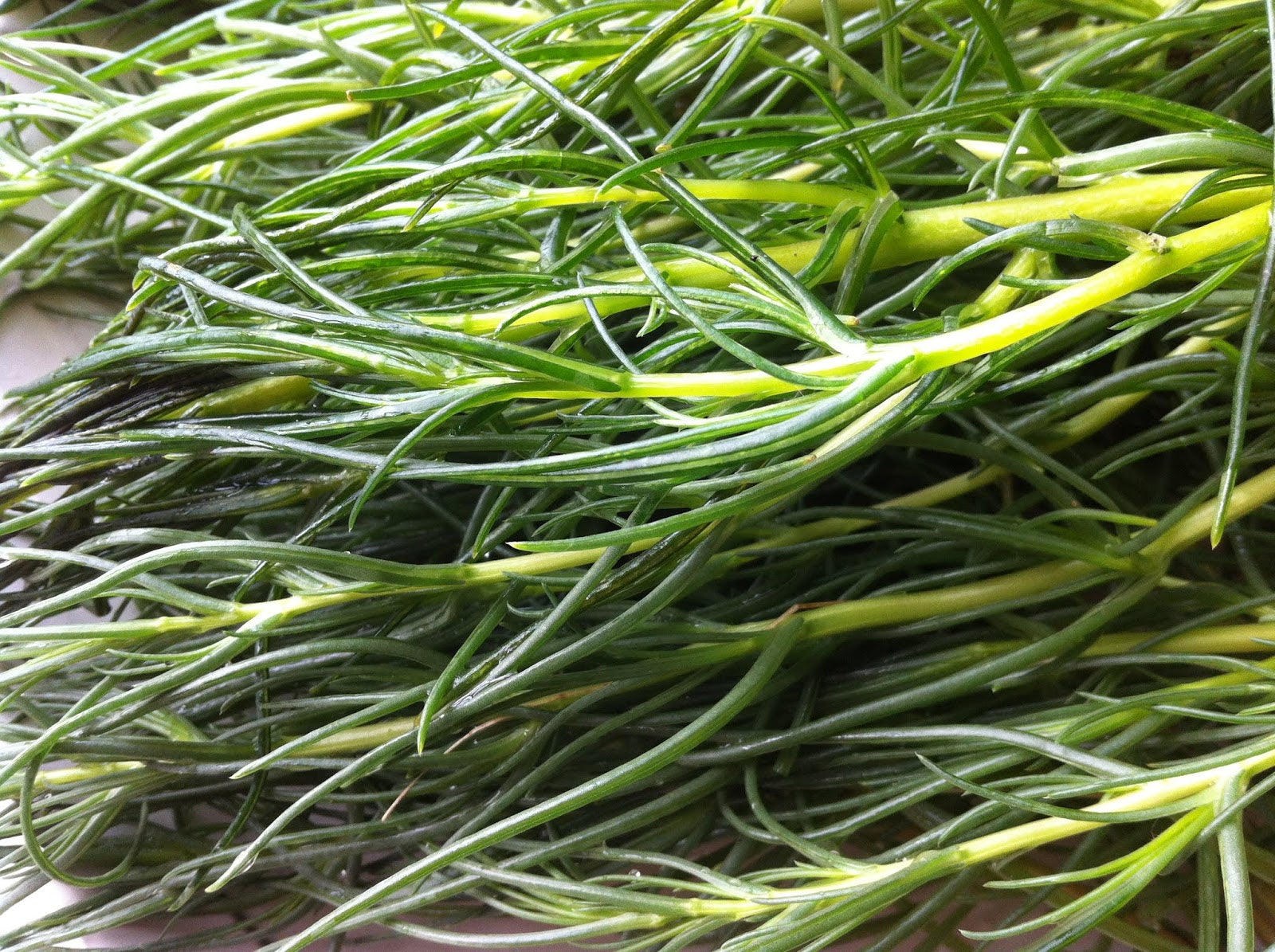 Salsola komarovii Okahijiki growing in containers