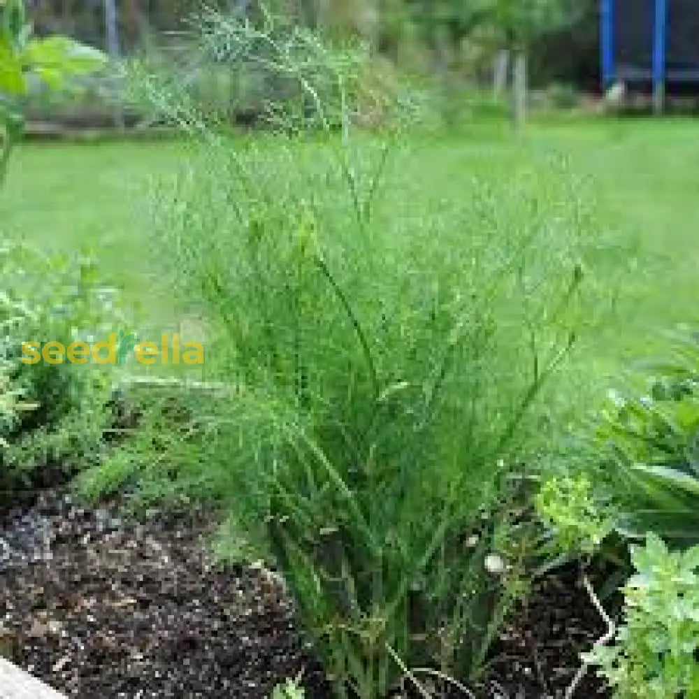 Saltwort Herb Seeds For Easy Planting