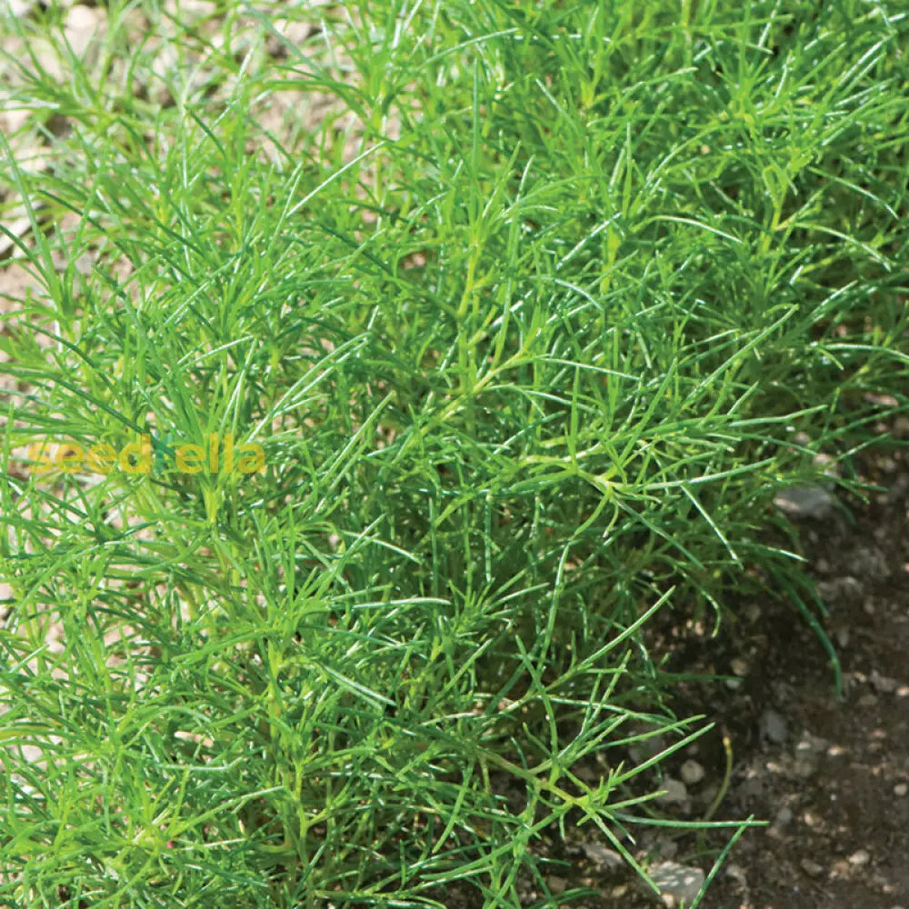 Saltwort Plant Seeds Planting And Growth Guide