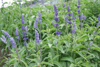 Blue Bedder Sage Seedlings Sprouting in Pots