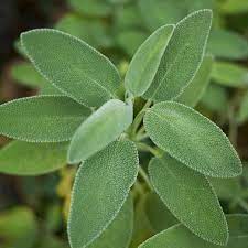 Broadleaf Sage Roots Sage Seeds – Broadleaf Sage (Salvia officinalis)