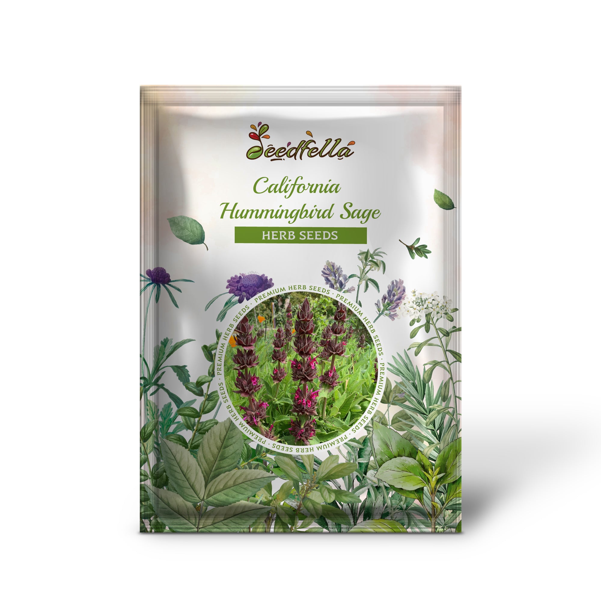 Close-up of Salvia spathacea herb seeds