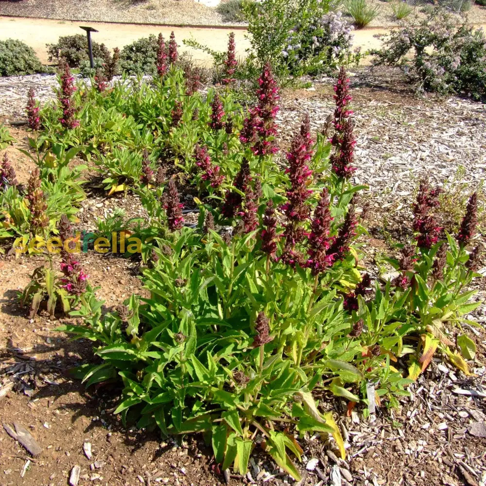 Salvia Spathacea Seeds Hummingbird Sage Perennial Low Maintenance Fragrant Deer & Drought Resistant