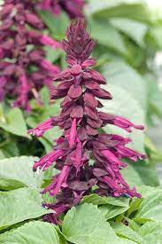 Purple Salvia splendens bedding flowers grown from high-quality seeds