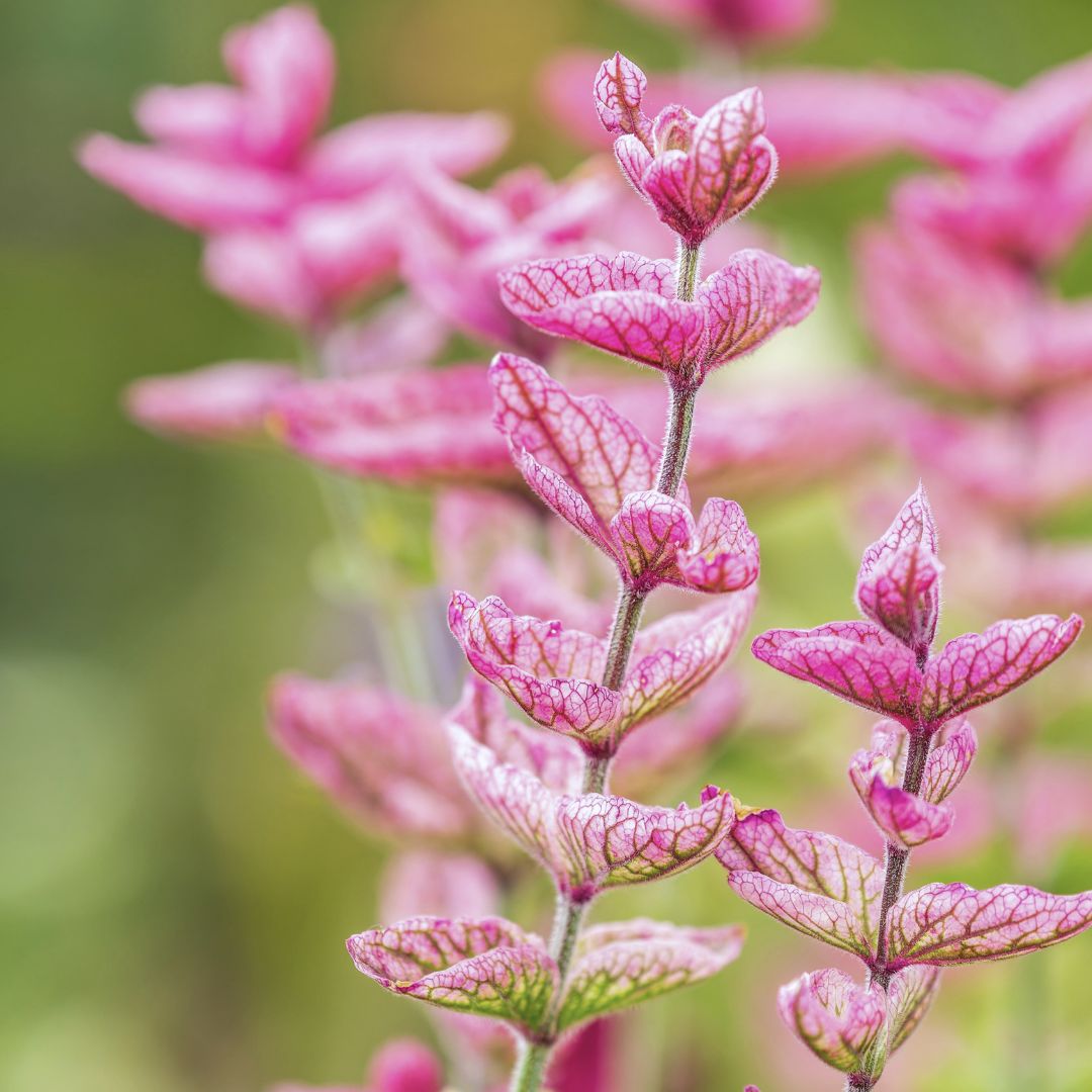 Salvia viridis Horminum Clary Sage Seedlings in Pots