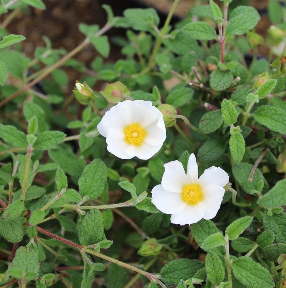 Close-up of Salviifolius cream-yellow petals