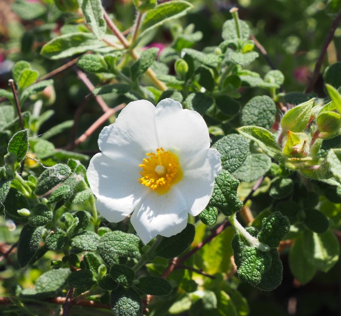 Salviifolius flowers enhancing garden landscape