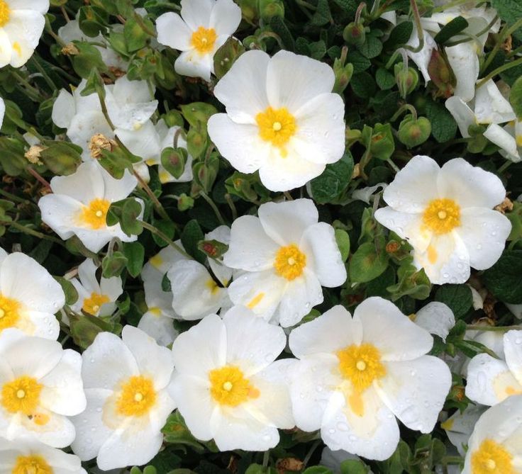 Salviifolius seedlings growing in soil
